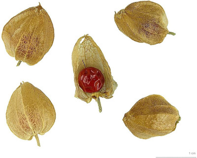 VibeX Ashwagandha Seed(250 per packet)