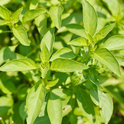 VibeX Basil Seed(500 per packet)