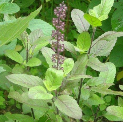 VibeX Krishna Tulsi Seed(100 per packet)