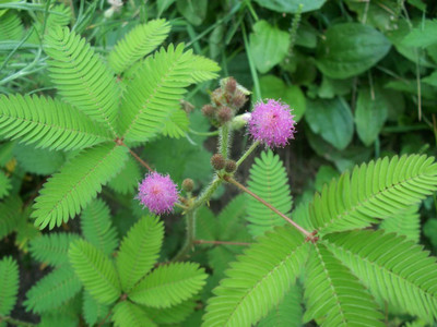 VibeX Mimosa Pudica Seed(100 per packet)