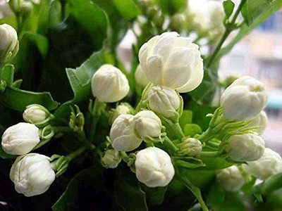 VibeX Har Singaar Seed(100 per packet)