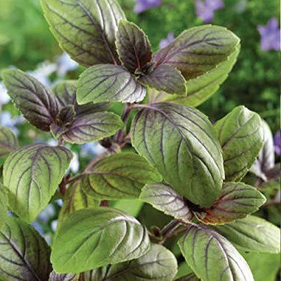 VibeX Basil Seed(100 per packet)