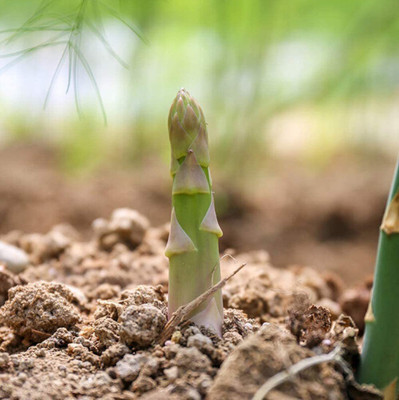 CYBEXIS Asparagus Seeds Autumn Harvest Grow Your Own100 Seeds Seed(100 per packet)