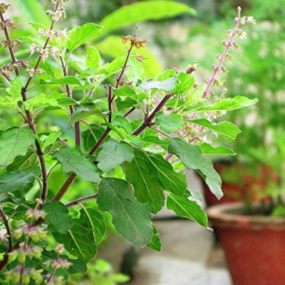 VibeX Van Tulsi Seed(100 per packet)