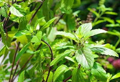 VibeX Van Tulsi Seed(50 per packet)