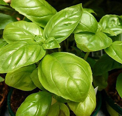 VibeX Basil Seed(100 per packet)