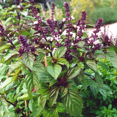 VibeX Basil Seed(500 per packet)
