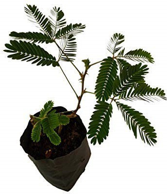 VibeX Shameplant Seed(100 per packet)