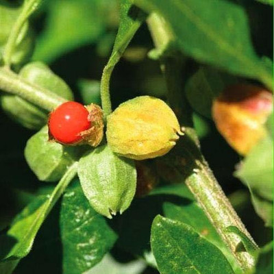 VibeX Ashwagandha Seed(50 per packet)