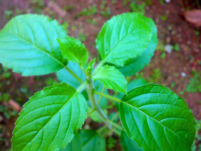 VibeX Rama Tulsi Seed(5 per packet)