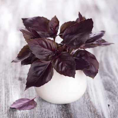 VibeX Purple Basil Seed(100 per packet)