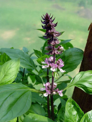 Biosnyg Basil Seed(250 per packet)