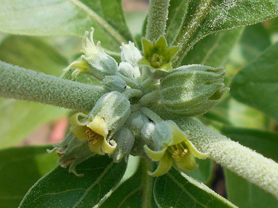 VibeX Ashwagandha Seed(100 per packet)