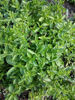 VibeX Stevia Seed(500 per packet)