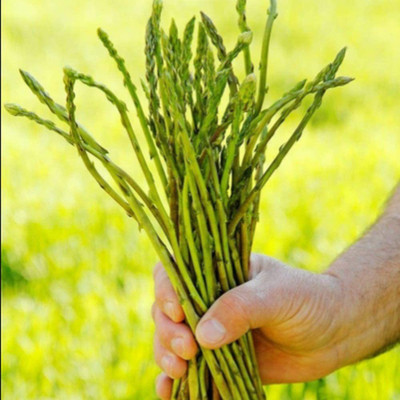 VibeX Asparagus Seed(1000 per packet)