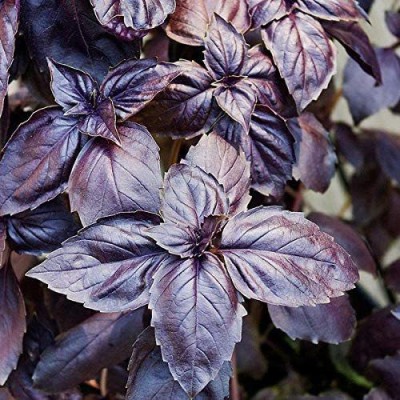 VibeX Russian Seeds Violet Basil Seed(500 per packet)