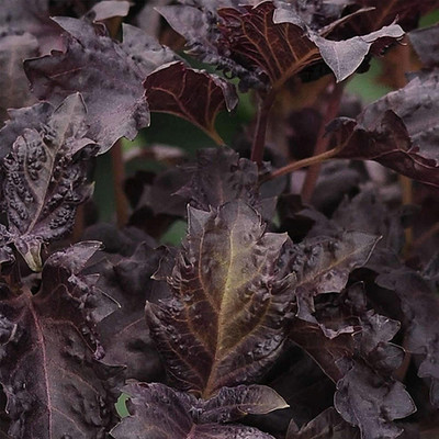 Biosnyg Basil Herb - Purple Ruffles -Heirloom - Ocimum basilicum 1000 Seeds Seed(1000 per packet)