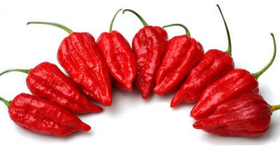 Sjeme Chilli Seed(60 per packet)