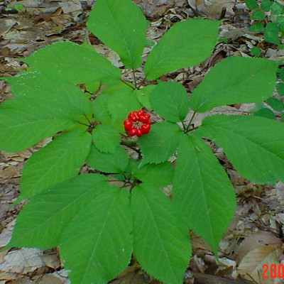VibeX Ashwagandha Seed(100 per packet)