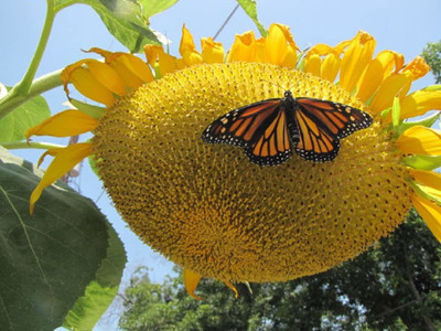 VibeX Sunflower Seed(250 per packet)