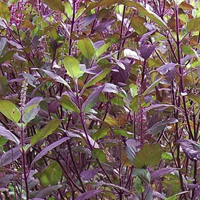 VibeX Krishna Tulsi Seed(100 per packet)