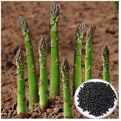 VibeX Asparagus Seed(1000 per packet)