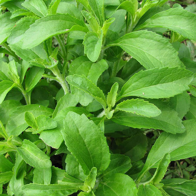 VibeX Stevia Seed(100 per packet)