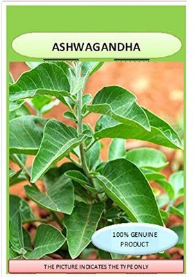 WILLVINE Ashwagandha Seed(200 per packet)