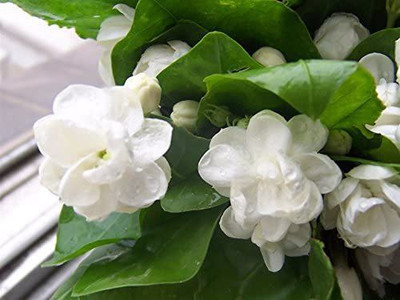 WILLVINE Harsingar Seed(50 per packet)