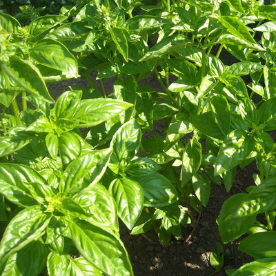VibeX Basil Seed(500 per packet)