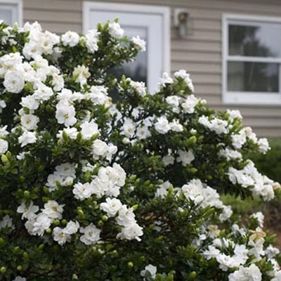 WILLVINE ™JASMINOIDES 'Crown Jewel' Cape Jasmine Evergreen Shrub Plant Seed(200 per packet)