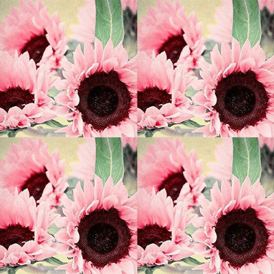 CYBEXIS LX-47 - Pink Sunflower - (1350 Seeds) Seed(1350 per packet)