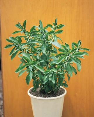 VibeX Stevia Seed(500 per packet)
