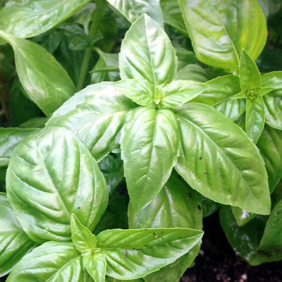 VibeX Basil Seed(50 per packet)