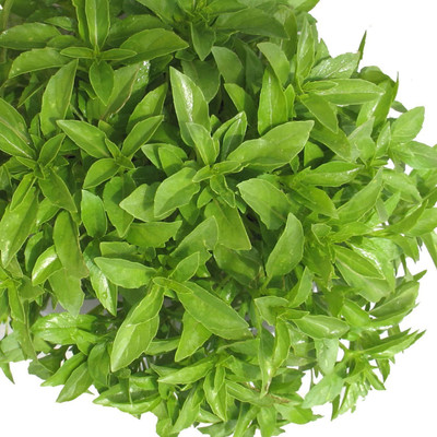 VibeX Basil Seed(50 per packet)