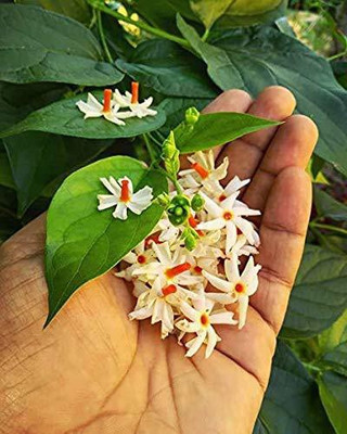 WILLVINE Harsingar Seed(50 per packet)