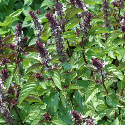 VibeX ® VMR-38 Basil Asian Cinnamon Seeds Seed(1000 per packet)