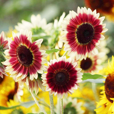 VibeX Sunflower Seed(25 per packet)