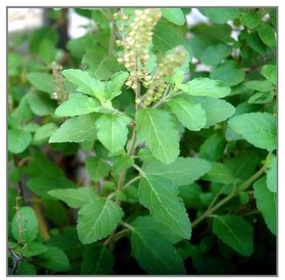 VibeX Rama Tulsi Seed(250 per packet)