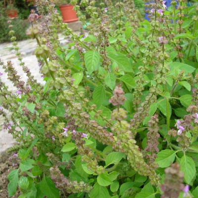 VibeX Basil Seed(5 per packet)
