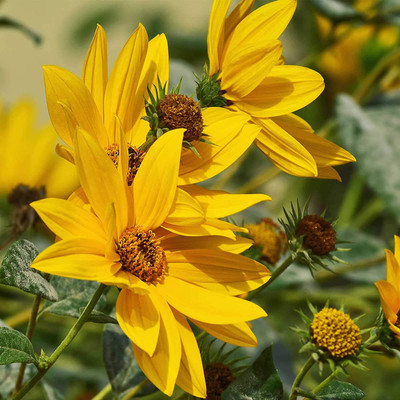 CYBEXIS NBIR-59 - Sunflower Flower - Maximilian - (1350 Seeds) Seed(1350 per packet)