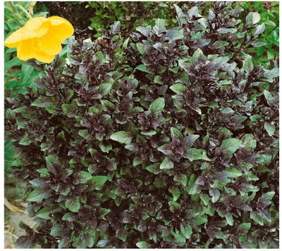 VibeX Basil Seed(500 per packet)