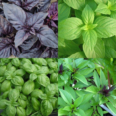 VibeX Mix Basil Seeds Seed(100 per packet)