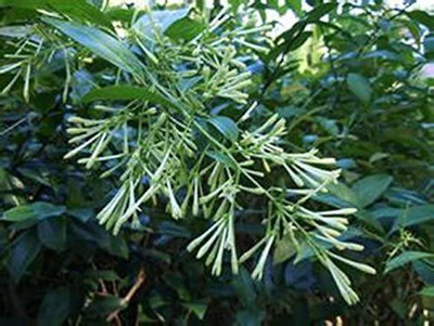 VibeX Har Singaar Seed(100 per packet)