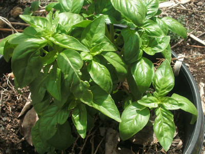 WILLVINE Italian Basil Large Leaf Seeds Seed(200 per packet)