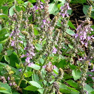 VibeX Kapoor Tulsi Holy Basil Seeds Seed(500 per packet)
