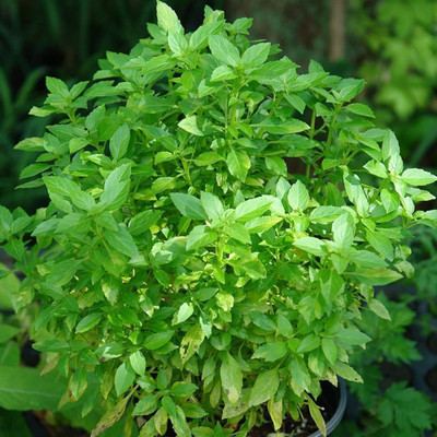 VibeX Basil Seed(250 per packet)