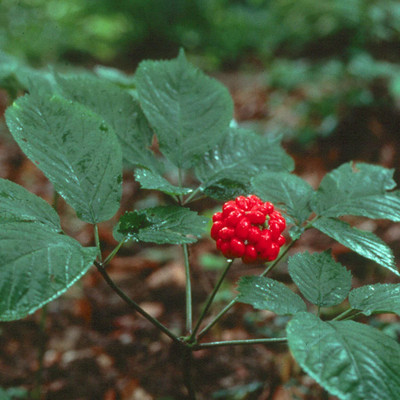 VibeX Ashwagandha Seed(250 per packet)