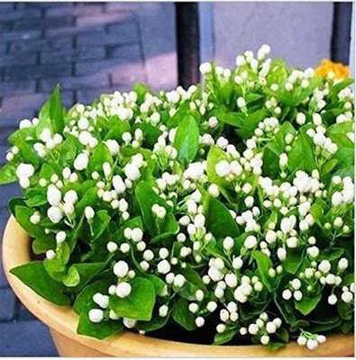 VibeX Har Singaar Seed(10 per packet)