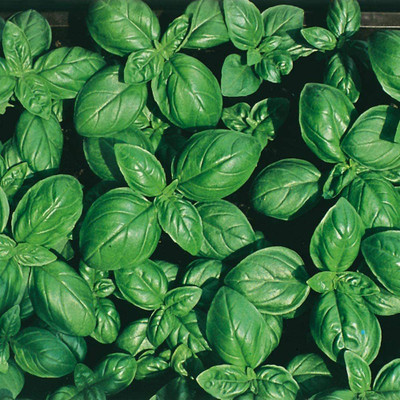 VibeX Basil Seed(500 per packet)